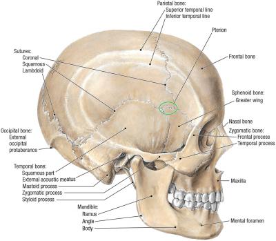 thumbs/Lateral Skull.jpeg.jpg